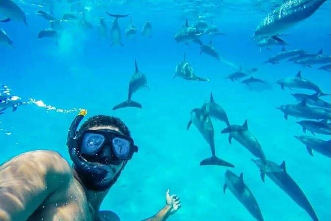 Dolphin & Diving