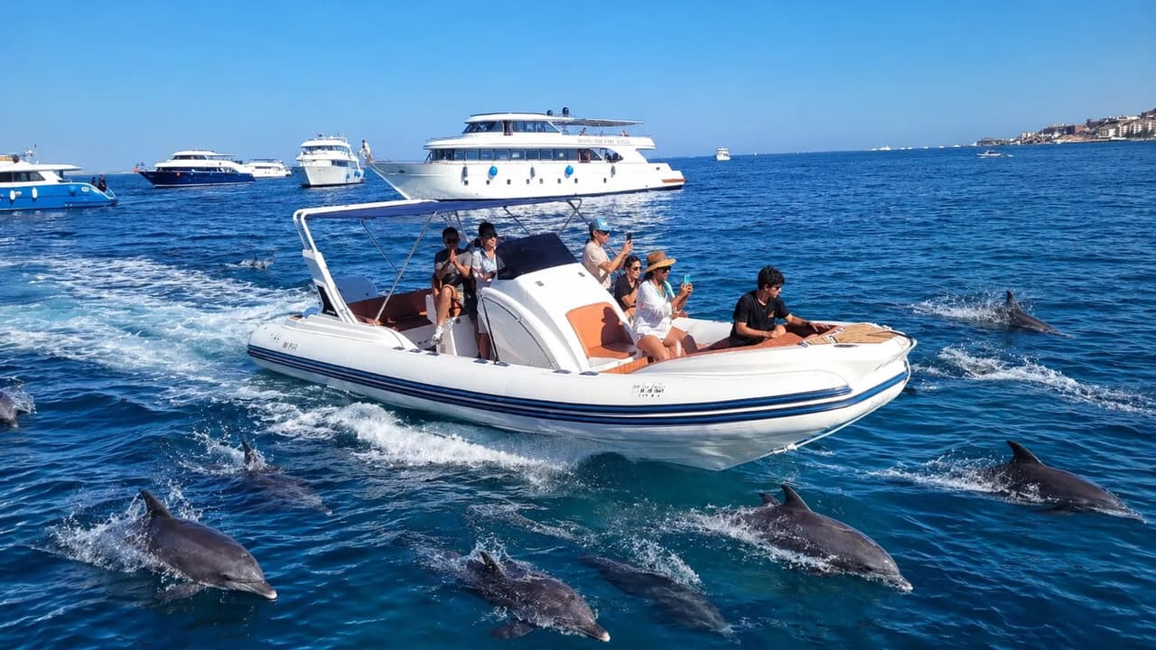 Dolphin House