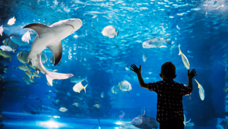 Aquarium Visit