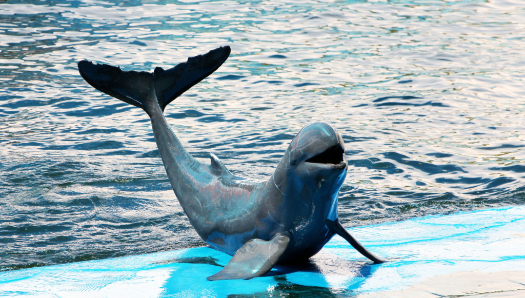 Dolphin Show