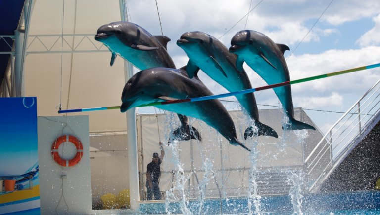 Dolphin Show