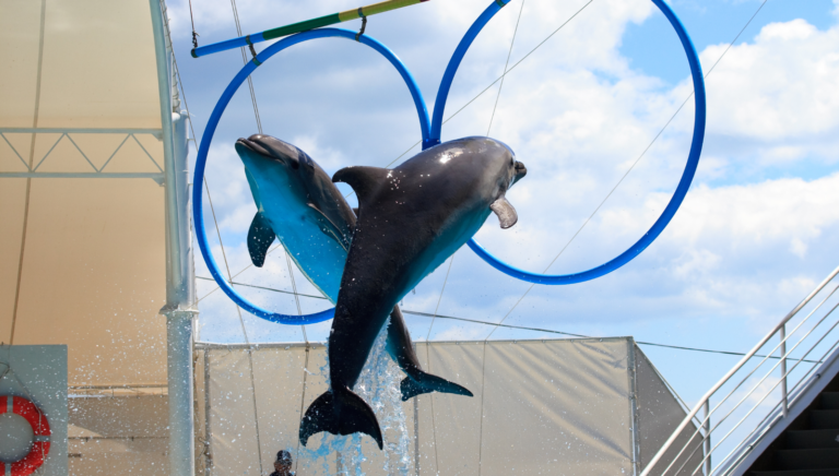 Dolphin Show
