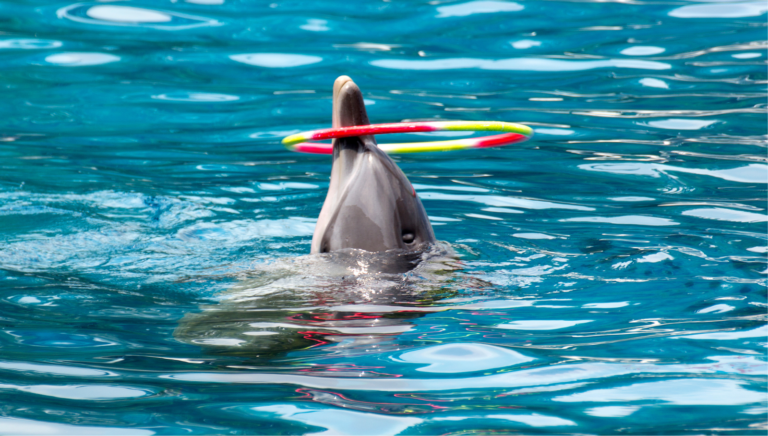 Dolphin Show