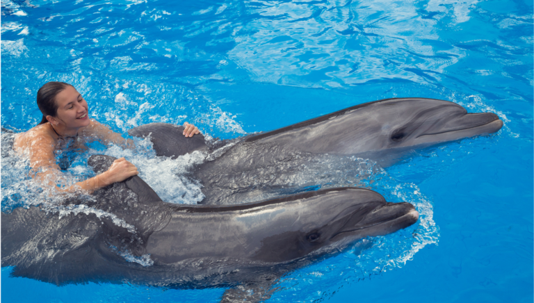Swimming with Dolphins