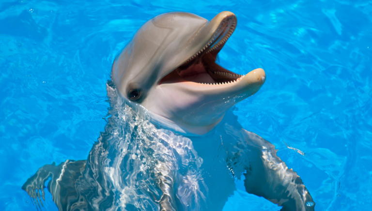 Swimming with Dolphins