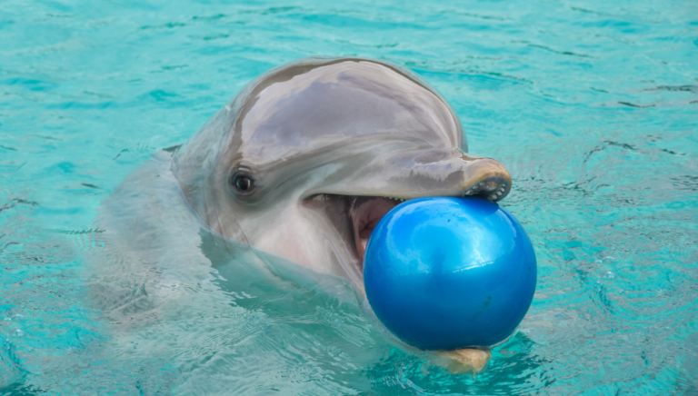 Dolphin Show