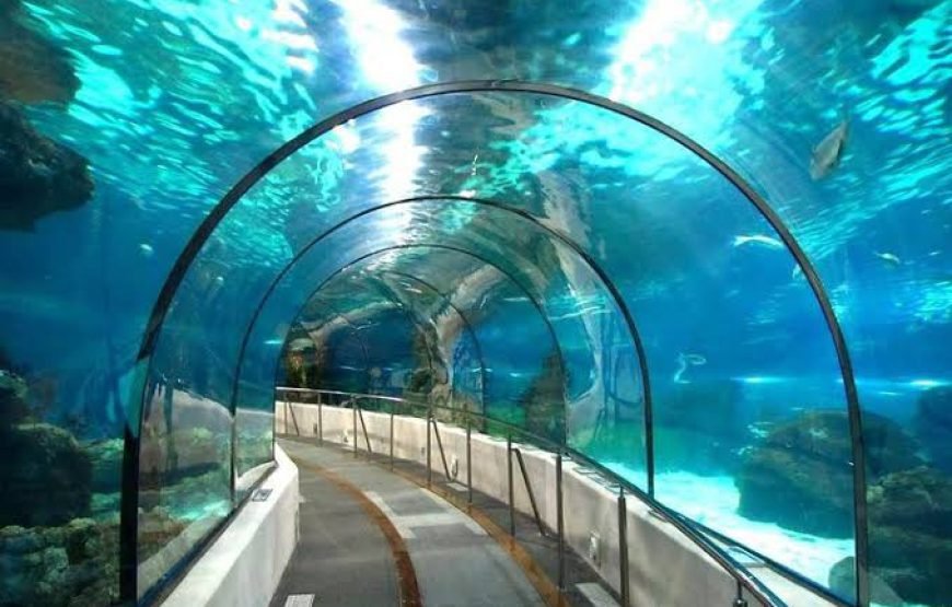 Aquarium Visit