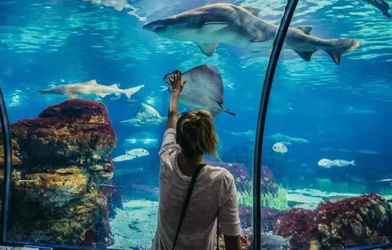 Aquarium Visit