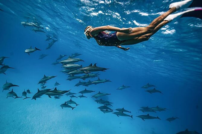 Dolphin House Snorkelling