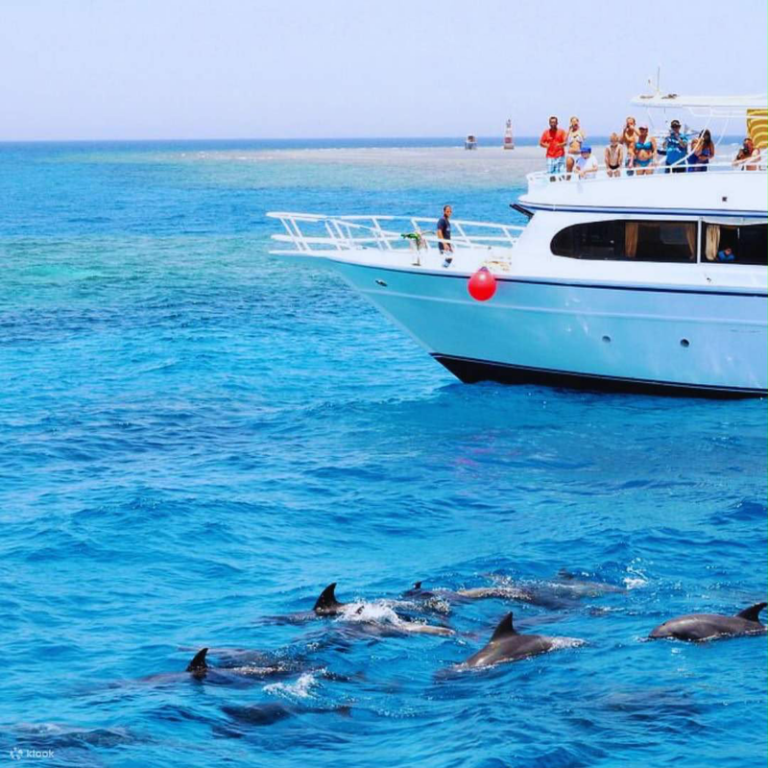 Dolphin House Snorkelling