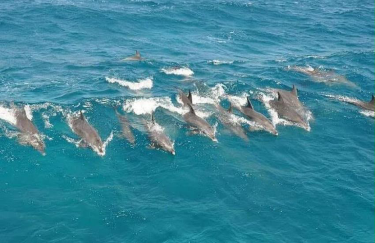 Dolphin House Snorkelling